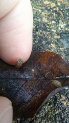 Gastrocopta armifera