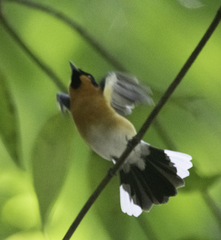 Symposiachrus trivirgatus gouldii