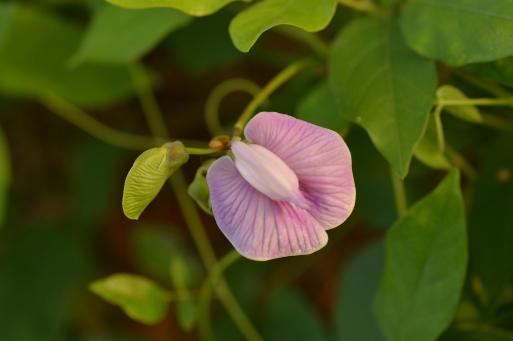 Centro, Butterfly pea (Centrosema pubescens)