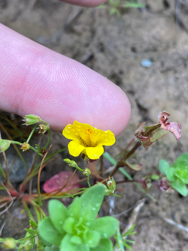 iNaturalist observation photo of seep monkeyflowers