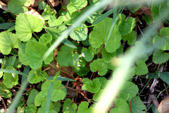 Pelargonium inodorum