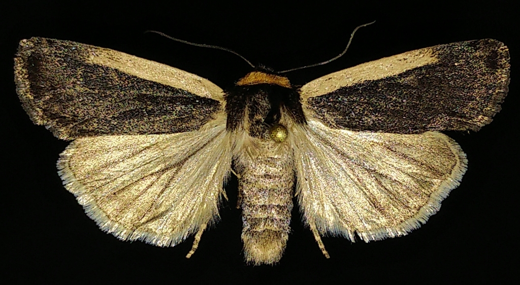 Pale-edged Dart