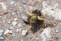 Epalpus