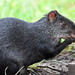 Black Agouti - Photo (c) David Bell, some rights reserved (CC BY-NC), uploaded by David Bell