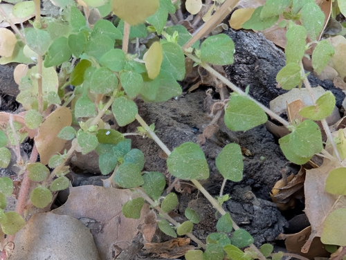 Parietaria hespera, photograph 6