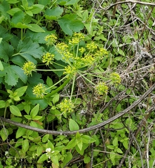Tauschia hartwegii