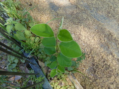 Cotoneaster affinis