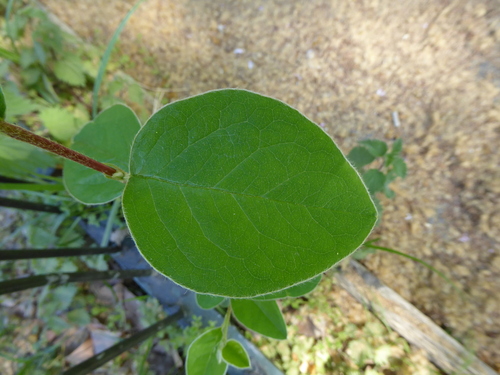 Cotoneaster affinis, photograph 1
