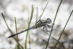 Orthetrum boumiera