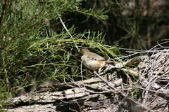 Sericornis maculatus