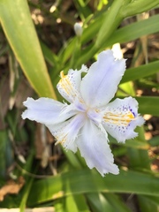 Iris japonica