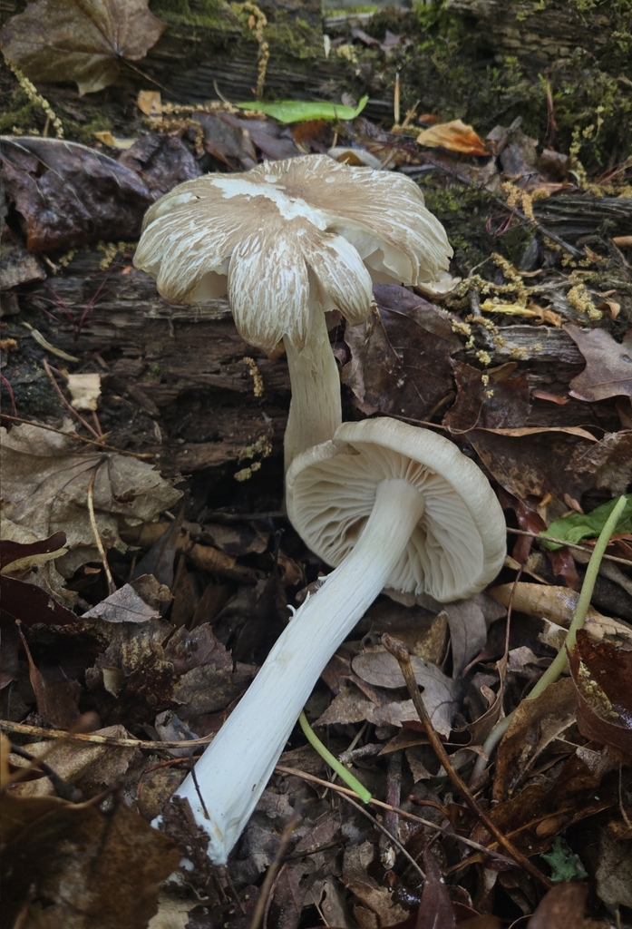 Megacollybia rodmanii