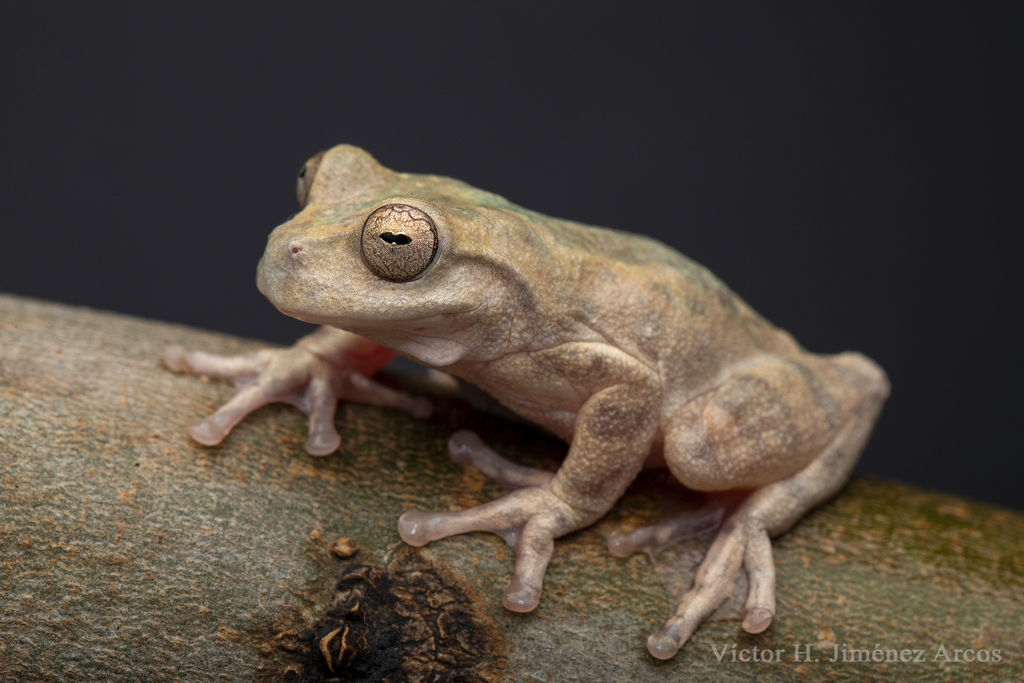 Oaxacan Yellow Tree Frog