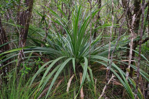 Pandanus pancheri observed 2025-11-24