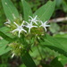 Virectaria multiflora - Photo (c) James Steamer,  זכויות יוצרים חלקיות (CC BY-NC), הועלה על ידי James Steamer