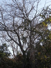 Pochota fendleri