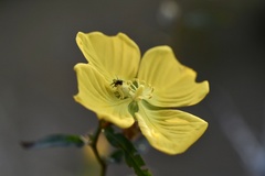 Ludwigia caparosa
