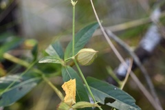 Ludwigia caparosa