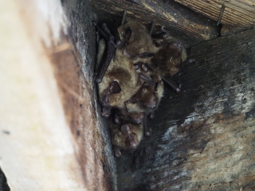 Big Brown Bat photographed in Illinois