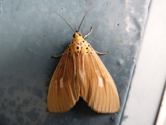 Asota