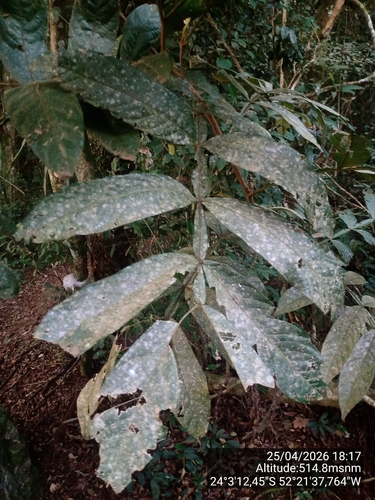 Inga sessilis