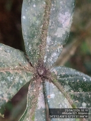 Inga sessilis, photograph (c) Paulo C. O. Cunha, some rights reserved (CC BY)