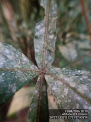 Inga sessilis, photograph (c) Paulo C. O. Cunha, some rights reserved (CC BY)