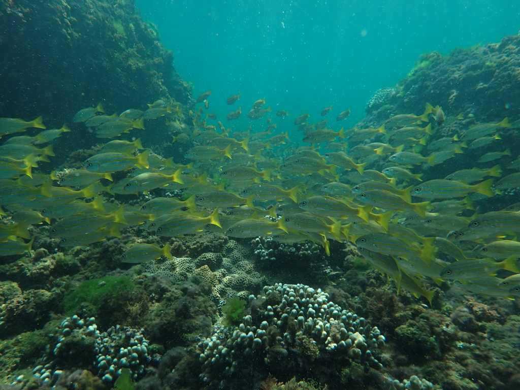 Yellow-Lined Grunter
