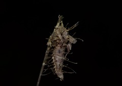 Akanthomyces aculeatus