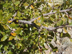 Quercus toumeyi