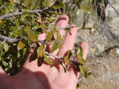 Quercus toumeyi