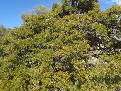 Quercus toumeyi