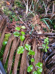 Alseuosmia banksii banksii