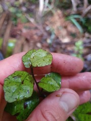 Alseuosmia banksii banksii