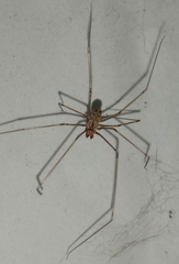 Physocyclus viridis