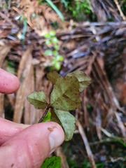 Alseuosmia banksii banksii