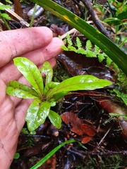 Alseuosmia banksii banksii