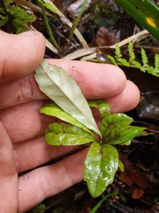 Alseuosmia banksii banksii