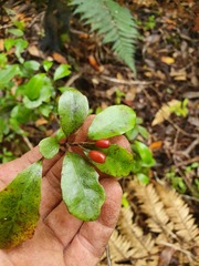 Alseuosmia banksii banksii