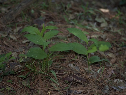 Image of Cypripedium kentuckiense by (c) Michelle W. （鍾偉瑋）, some rights reserved (CC BY)