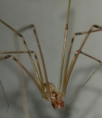 Physocyclus viridis