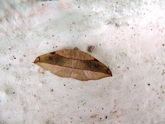 Hypochrosis hyadaria