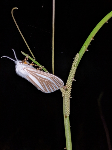 Echo Moth photo 3