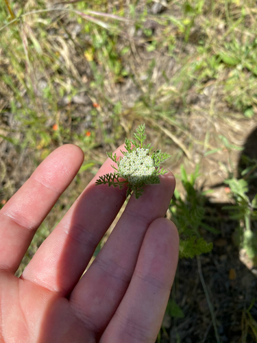 iNaturalist observation photo of American wild carrot