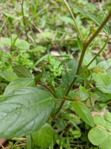 Asian copperleaf (Acalypha australis)