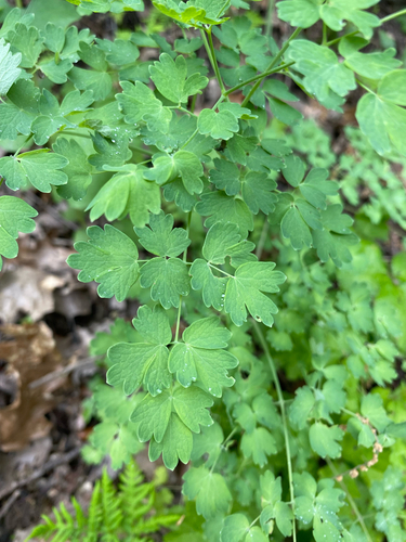 iNaturalist observation photo of Fendler's Meadow-rue