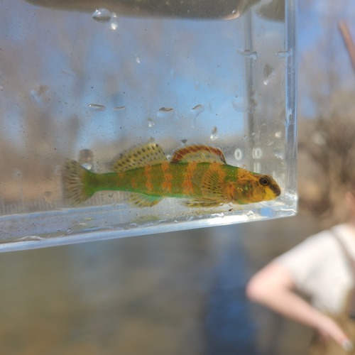 Harlequin darter (Etheostoma histrio) — Percidae — 5