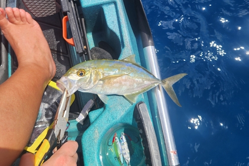 Caranx bartholomaei