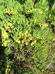Berzelia abrotanoides, photograph Adele SL, CC BY, iNaturalist via GBIF