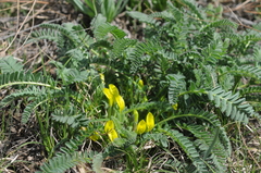 Astragalus chlorodontus